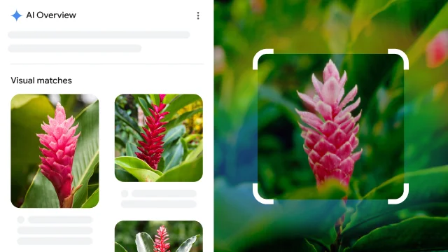 Rounded white corners of a square surround a red spiky plant which is identified as red ginger